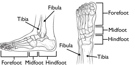 Anatomy of the foot and ankle