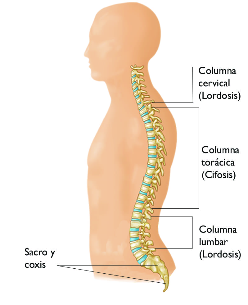 Conceptos B Sicos De La Columna Spine Basics Orthoinfo Aaos