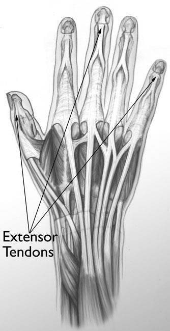 Extensor tendons