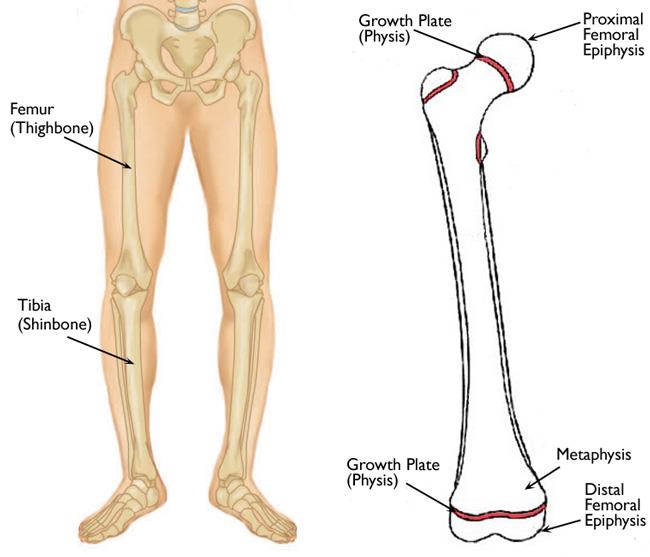 Leg anatomy including the growth plates