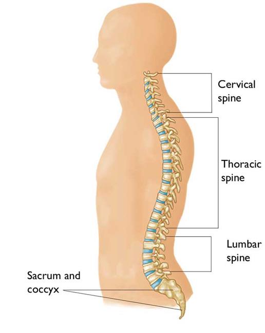 Location of the cervical spine