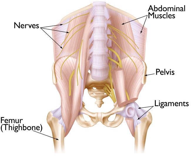 The ligaments, muscles, and nerves of the pelvis and hip joint