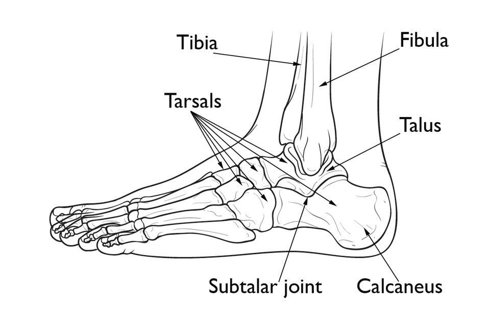 Normal foot anatomy