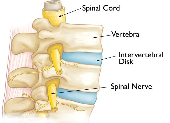 Normal spine anatomy 