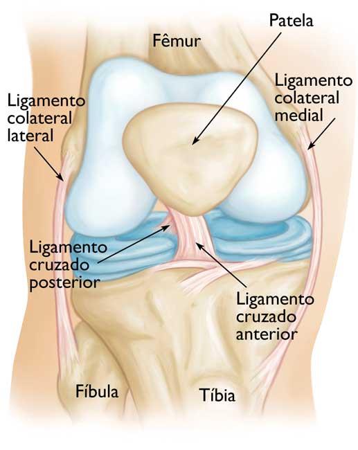 Anatomia do joelho normal, vista frontal 