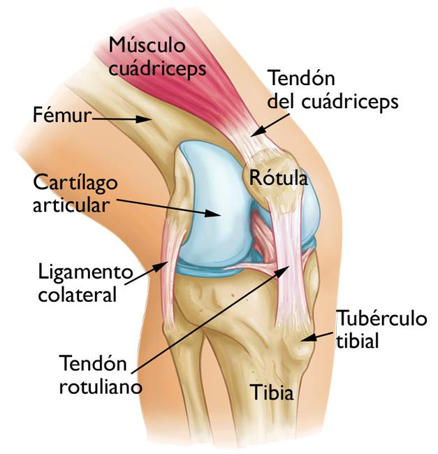 Anatomía de una rodilla normal 