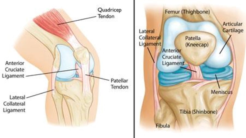 normal knee anatomy