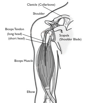 Biceps tendon