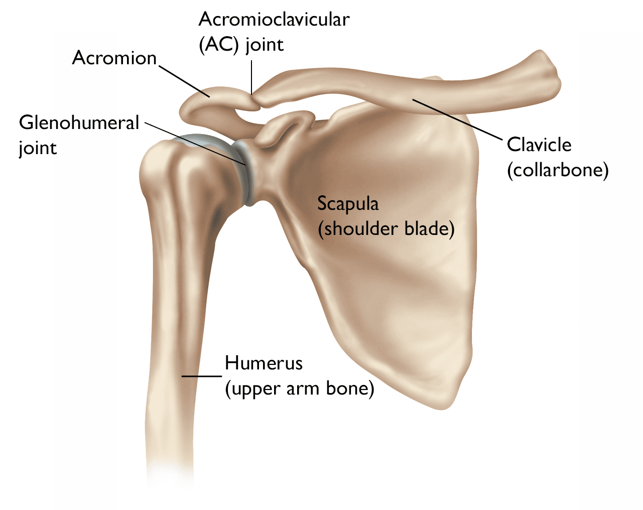 Illustration of normal shoulder anatomy