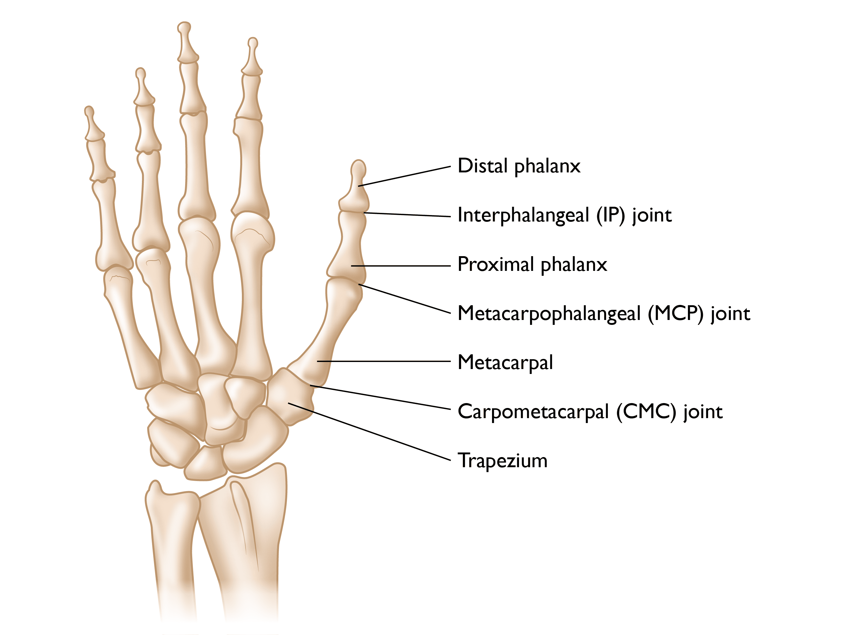 Thumb Anatomy