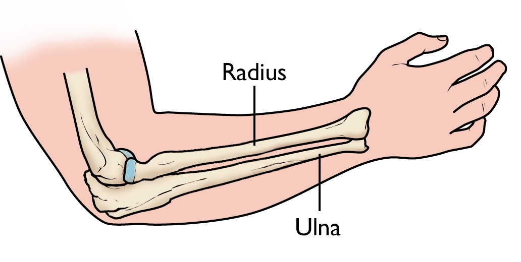 Anatomy of the Forearm