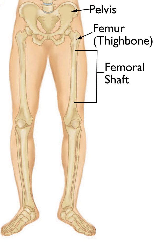 Normal anatomy of the leg
