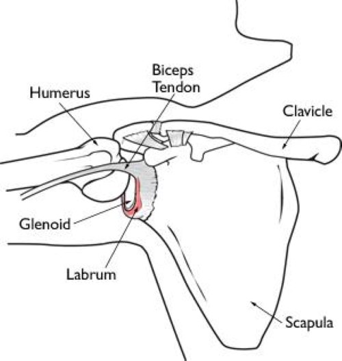 shoulder labrum anatomy
