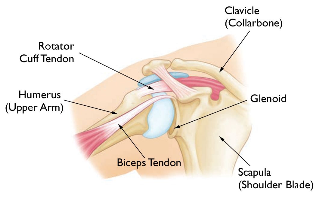 Normal shoulder anatomy