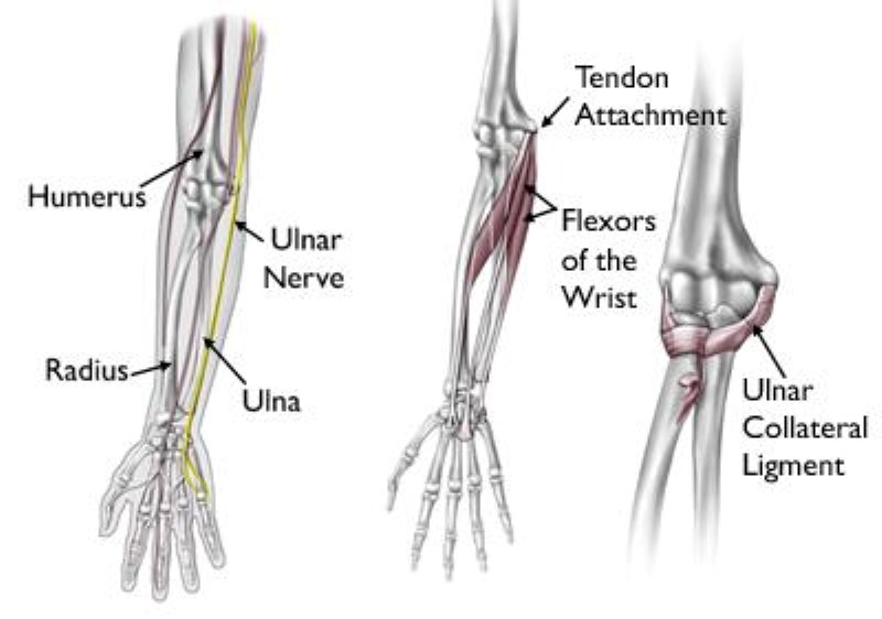 bones, tendons, ligaments of the elbow