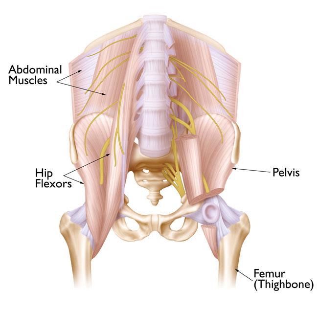 Hip Strains - OrthoInfo - AAOS