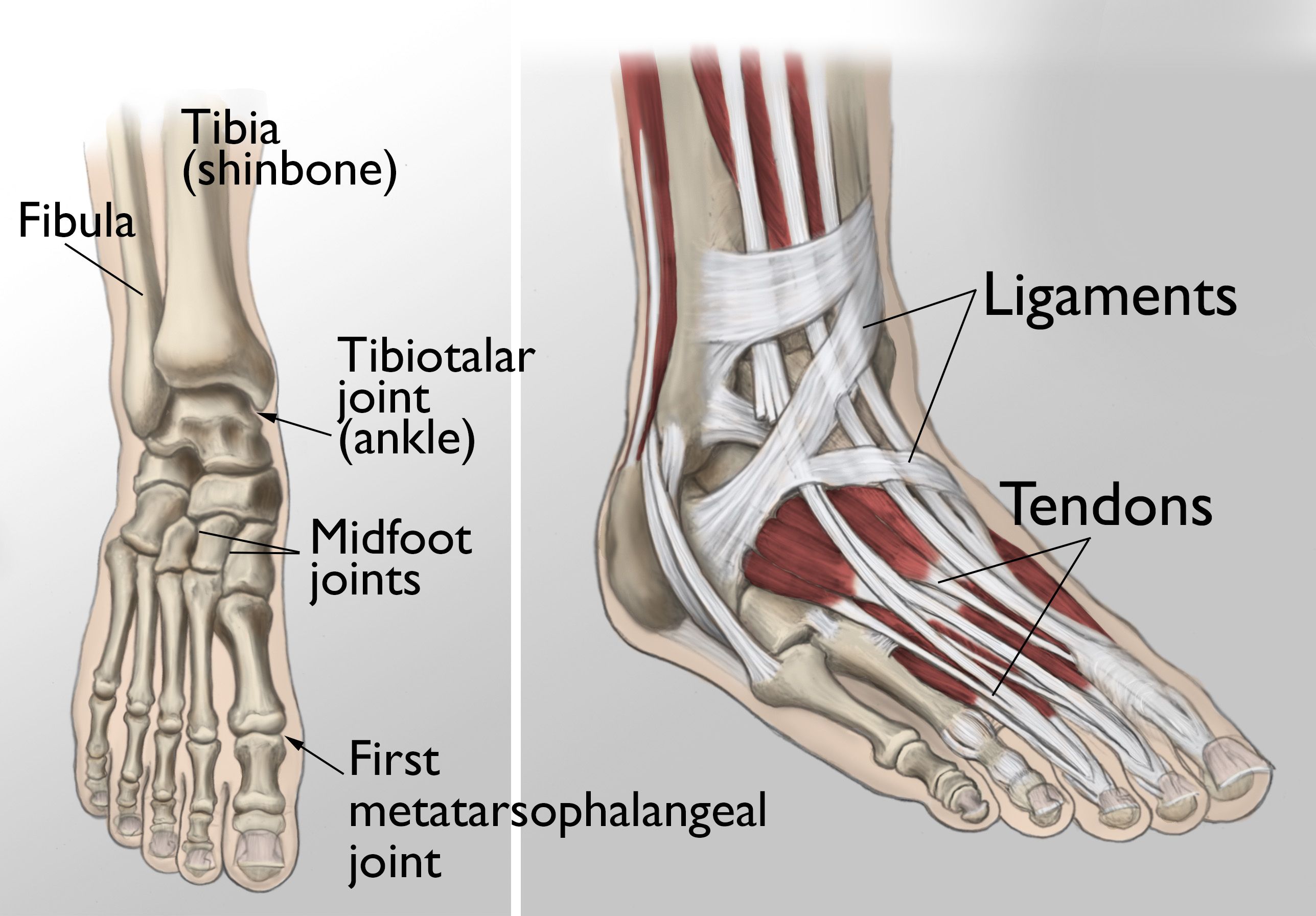 Left Leg Ligaments / Pin on Fractured ankle / The ...