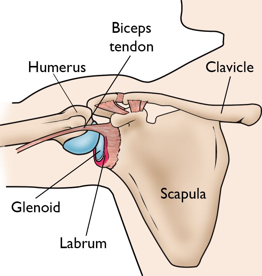shoulder labrum anatomy