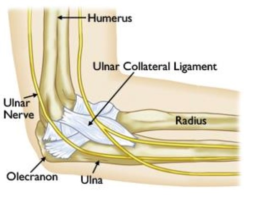 normal elbow anatomy