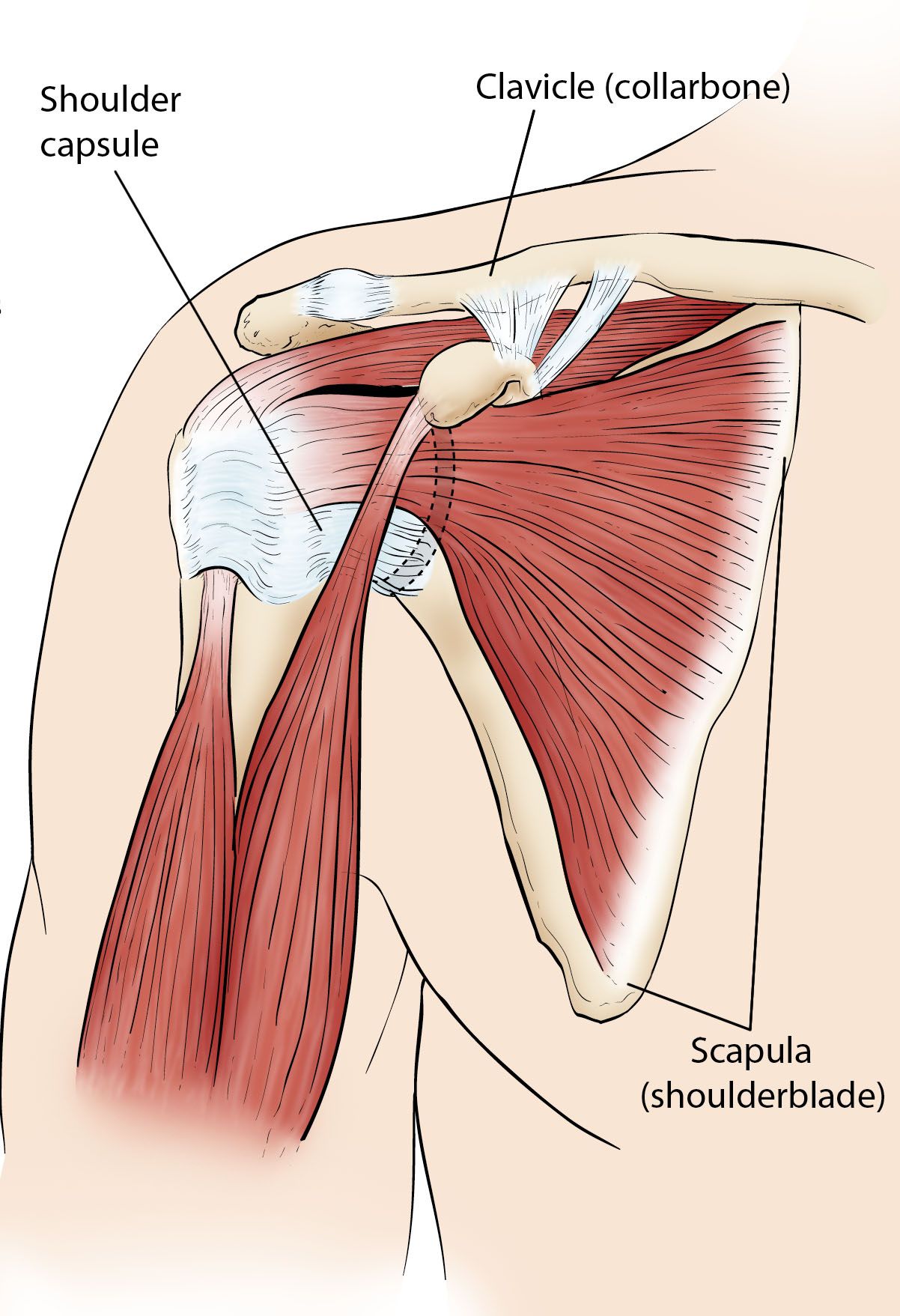 Shoulder anatomy