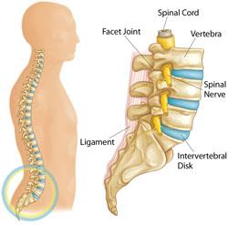 Anatomy of the lumbar spine (lower back)