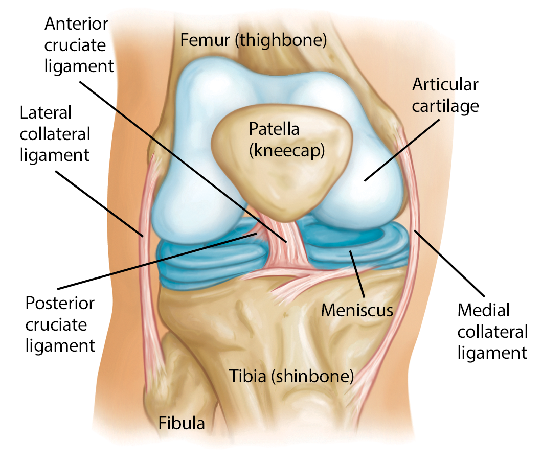 normal knee anatomy