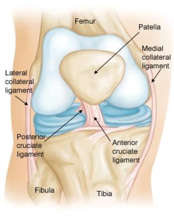 Normal knee anatomy