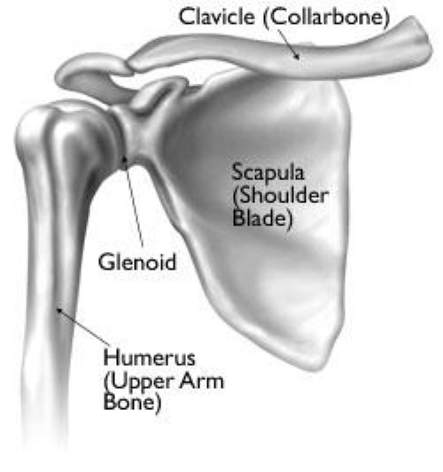 The bones of the shoulder